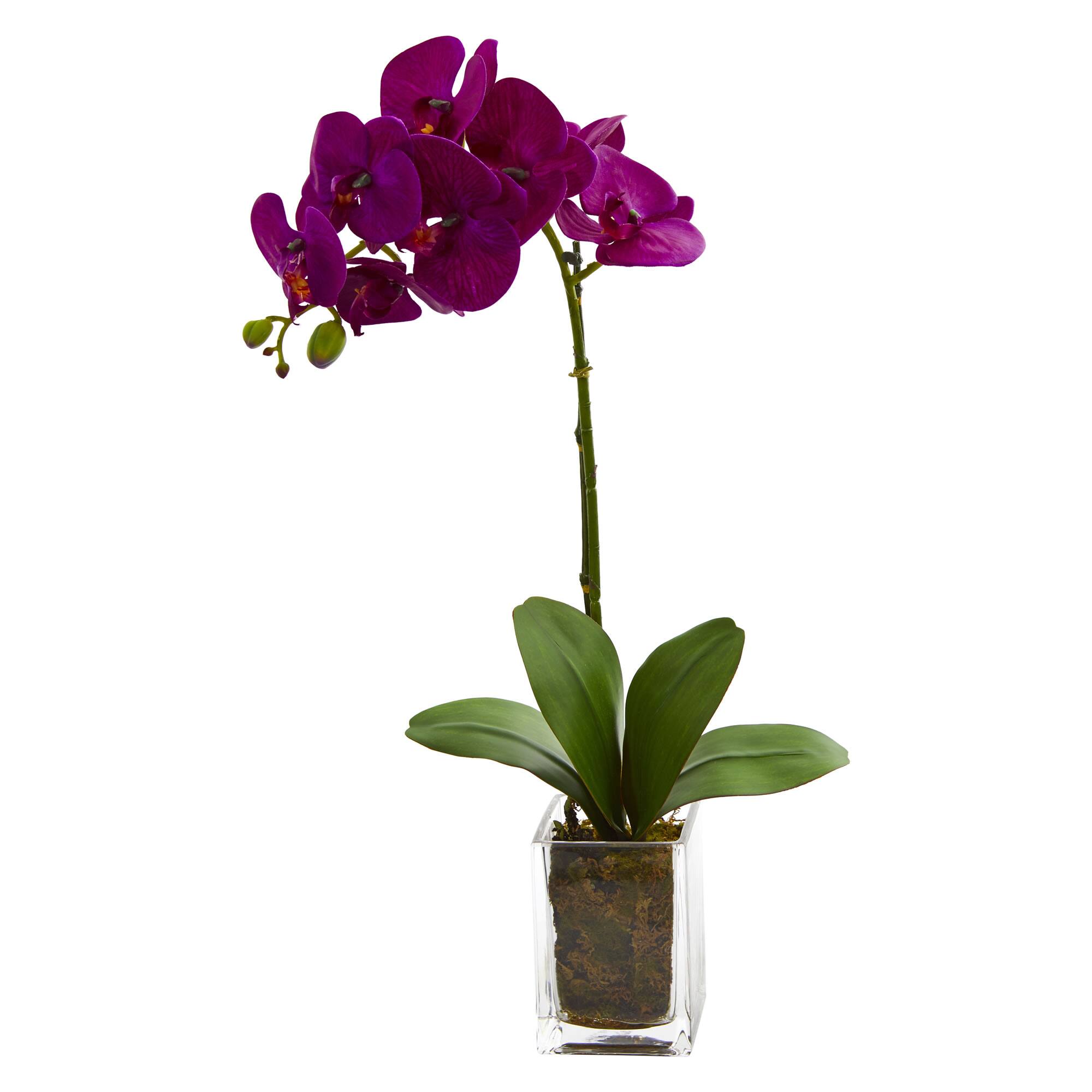 24" Purple Moth Orchid Arrangement in Vase